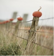 Pumpkins